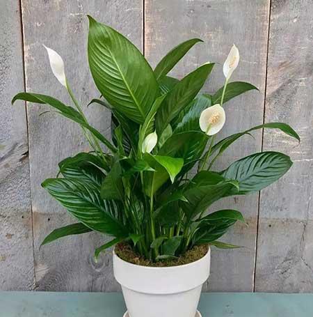 适合家庭室内养的花