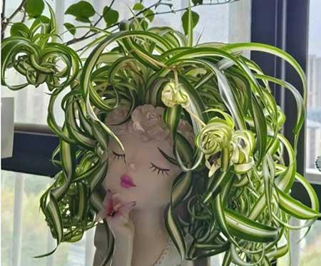 适合家庭室内养的花