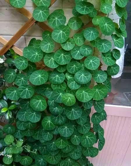 适合家庭室内养的花