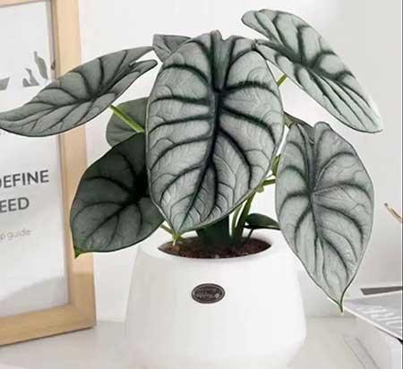 适合家庭室内养的花