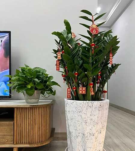 适合家庭室内养的花