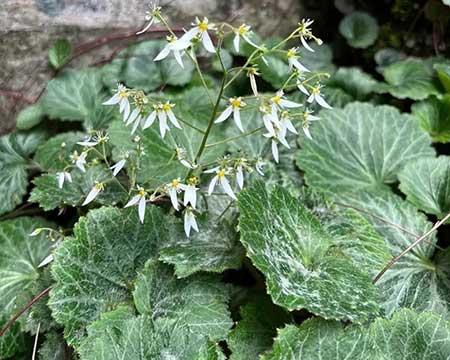 适合家庭室内养的花