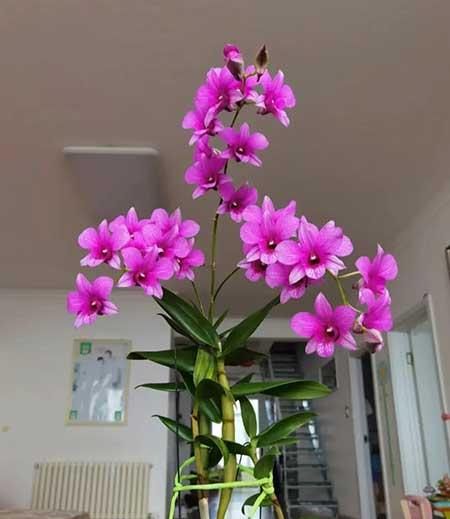 适合家庭室内养的花