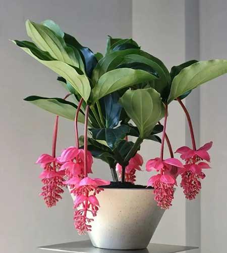 适合家庭室内养的花