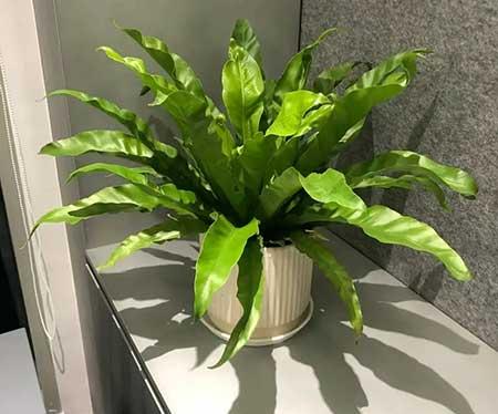 适合家庭室内养的花