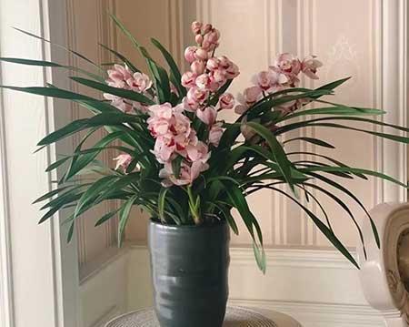 适合家庭室内养的花