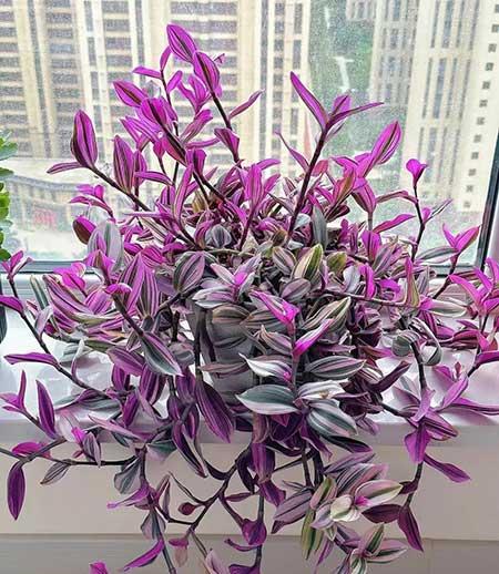 适合家庭室内养的花