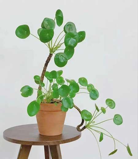 适合家庭室内养的花