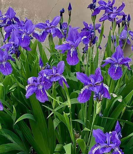 适合家庭室内养的花