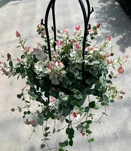 适合家庭室内养的花