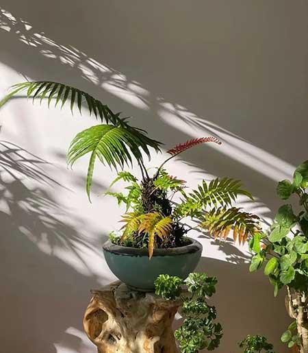 适合家庭室内养的花