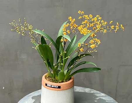 适合家庭室内养的花