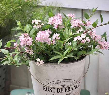 适合家庭室内养的花