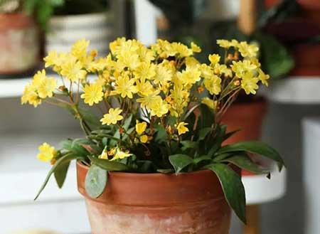 适合家庭室内养的花
