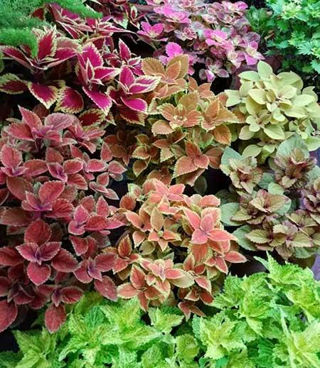 适合家庭室内养的花