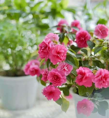 适合家庭室内养的花