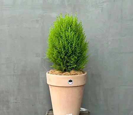 适合家庭室内养的花