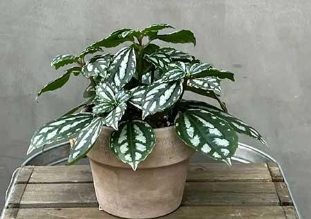 适合家庭室内养的花