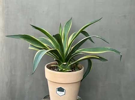 适合家庭室内养的花