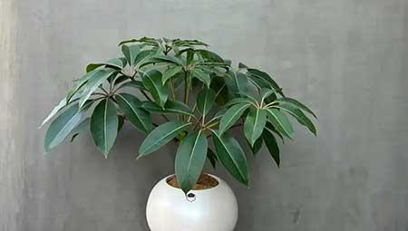 适合家庭室内养的花