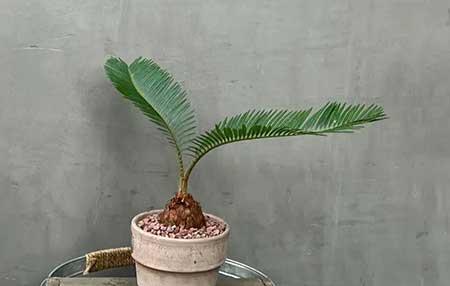 适合家庭室内养的花