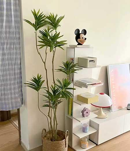 适合家庭室内养的花