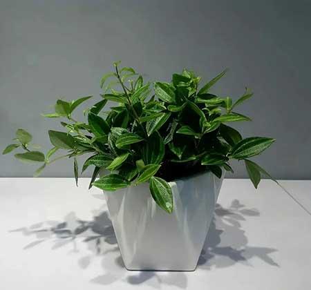 适合家庭室内养的花