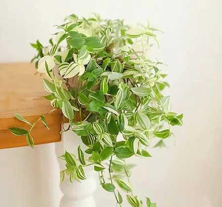 适合家庭室内养的花