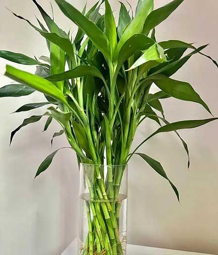 适合家庭室内养的花