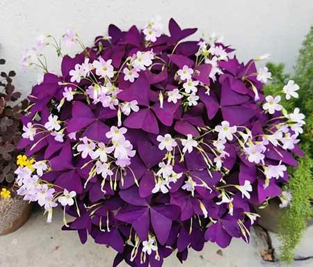 适合家庭室内养的花