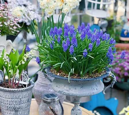 适合家庭室内养的花