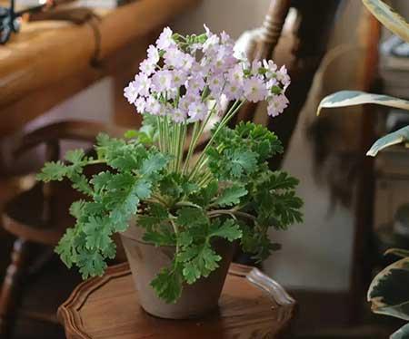 适合家庭室内养的花