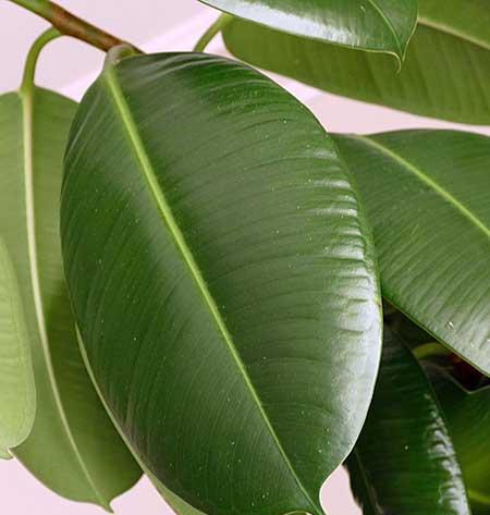 绿植怎么养最好