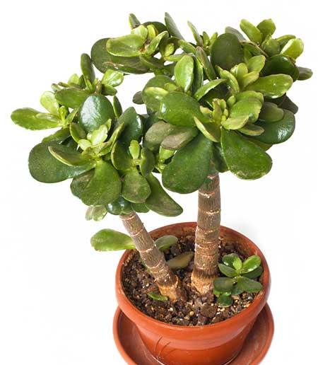 绿植怎么养最好