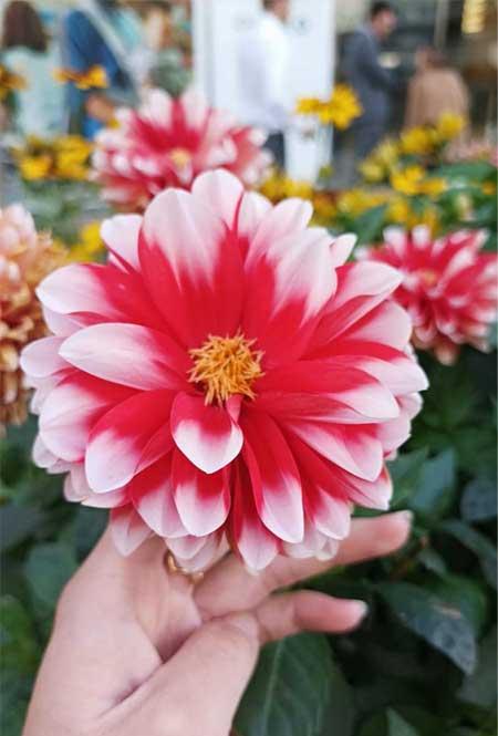 绿植怎么养最好