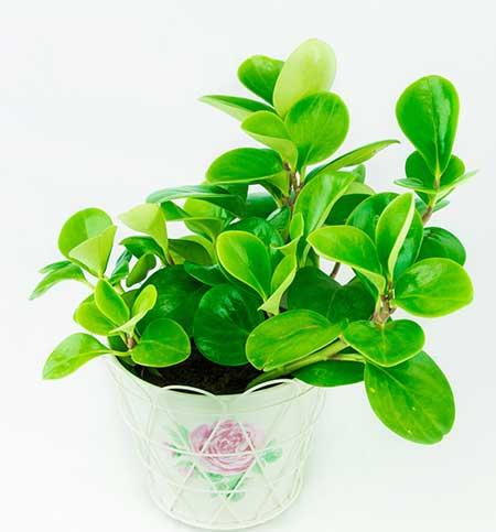 绿植怎么养最好