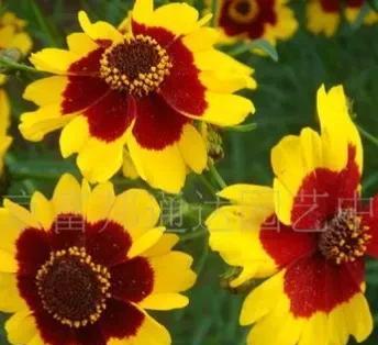 属蛇适合养什么花