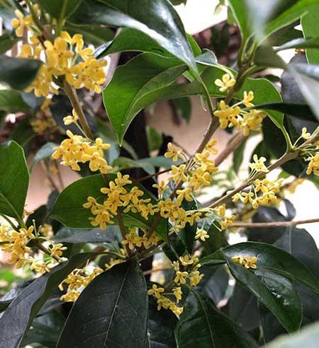 开花时间长比较好养的花