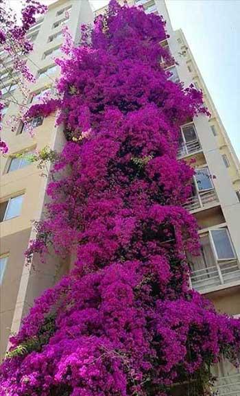 开花时间长比较好养的花