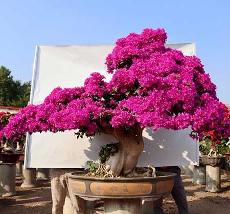 开花时间长比较好养的花