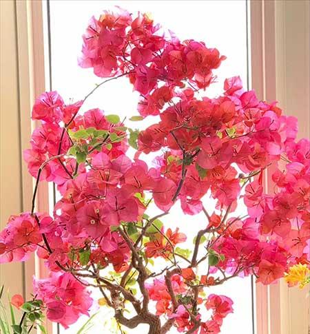 开花时间长比较好养的花