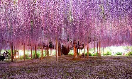 开花时间长比较好养的花