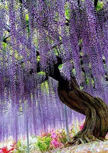 开花时间长比较好养的花