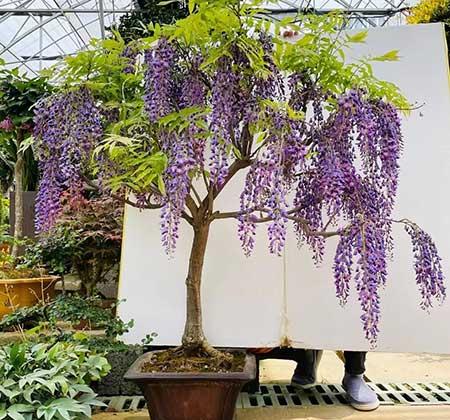 开花时间长比较好养的花