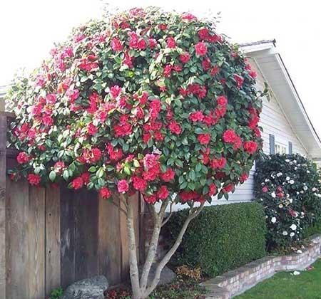 开花时间长比较好养的花