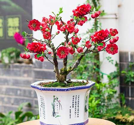 开花时间长比较好养的花