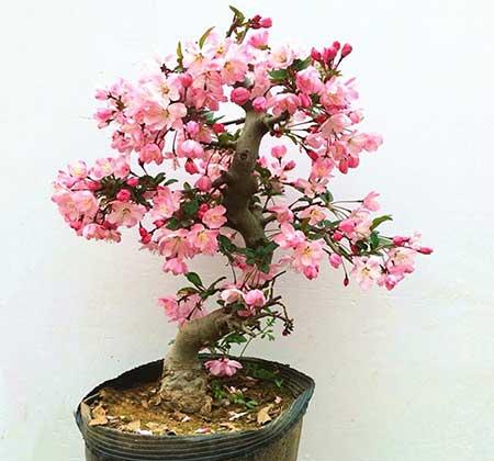 开花时间长比较好养的花