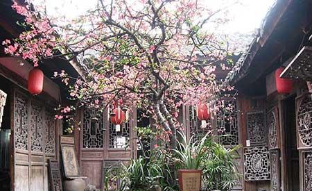 开花时间长比较好养的花