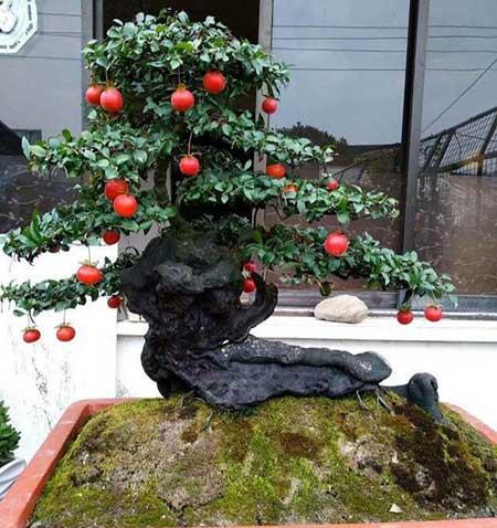 开花时间长比较好养的花