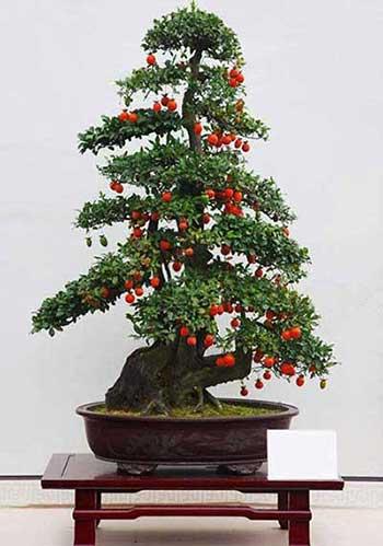 开花时间长比较好养的花